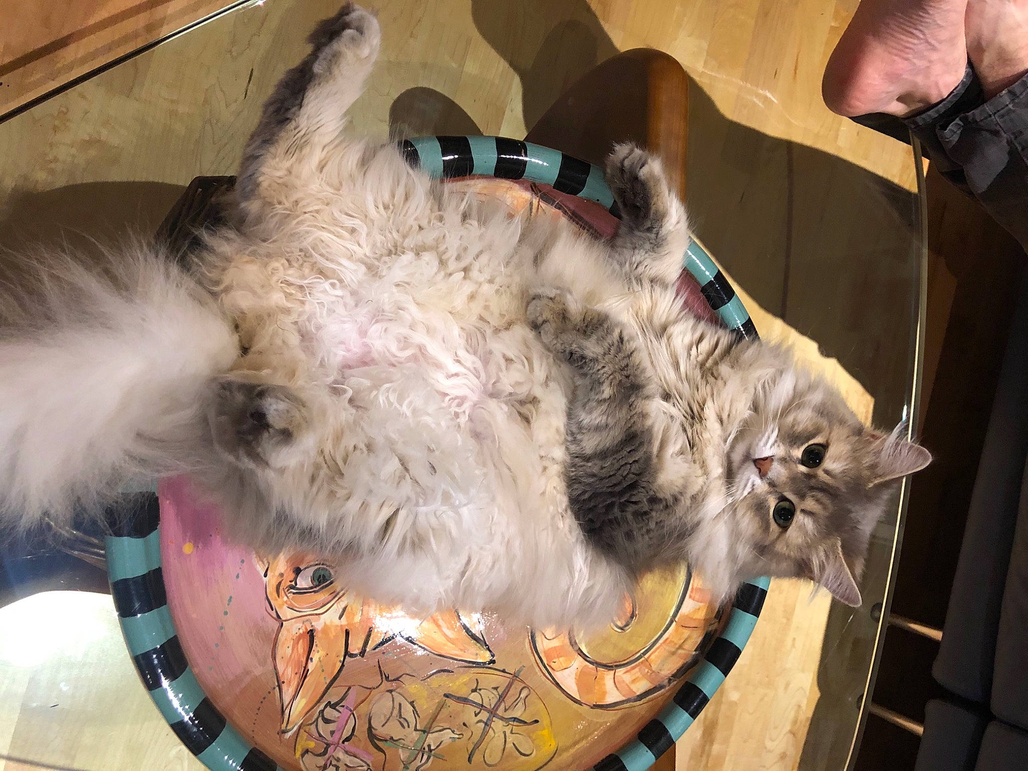 Chelsea is registered to the contest to win money with this photo: basket, box, canidae, carnivore, cat, claw, collar, dog_breed, domestic_short_haired_cat, fawn, felidae, fur, mammal, paw, small_to_medium_sized_cats, snout, sporting_group, tail, vertebrate, whiskers