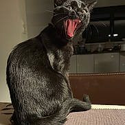 Noiraud participe au concours pour gagner de l'argent avec cette photo : animal, black_cat, cat, domestic, ears, feline, fur, household, indoor, kitchen, mat, mouth_open, night, pet, shadow, sitting, table, tail, whiskers, yawning