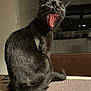 animal, black_cat, cat, domestic, ears, feline, fur, household, indoor, kitchen, mat, mouth_open, night, pet, shadow, sitting, table, tail, whiskers, yawning