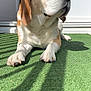 dog, beagle, pet, paws, nose, ears, fur, green_rug, artificial_grass, sunlight, shadow, porch, door, white_door, close_up, portrait, relaxed, brown_and_white, whiskers, outdoor