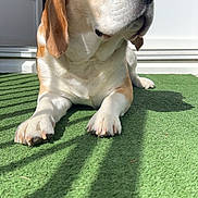 Max participe au concours pour gagner de l'argent avec cette photo : dog, beagle, pet, paws, nose, ears, fur, green_rug, artificial_grass, sunlight, shadow, porch, door, white_door, close_up, portrait, relaxed, brown_and_white, whiskers, outdoor