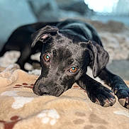 Piper joined the competition — help win amazing prizes! dog, black_dog, blanket, paw_prints, pet, animal, lying_down, brown_eyes, cozy, indoor, relaxed, portrait, fur, cute, domestic_animal, companion, sleepy, soft_texture, close_up, resting