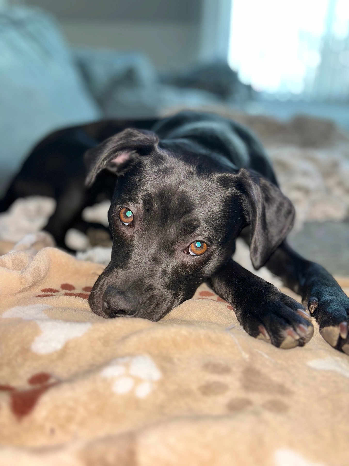 Piper joined the competition — help win amazing prizes! dog, black_dog, blanket, paw_prints, pet, animal, lying_down, brown_eyes, cozy, indoor, relaxed, portrait, fur, cute, domestic_animal, companion, sleepy, soft_texture, close_up, resting