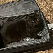Nico joined the competition — help win amazing prizes! black_cat, cat, pet, feline, animal, suitcase, luggage, carpet, indoor, resting, looking, curious, eyes, fur, tail, open_suitcase, travel, tag, floor, cozy