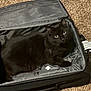 black_cat, cat, pet, feline, animal, suitcase, luggage, carpet, indoor, resting, looking, curious, eyes, fur, tail, open_suitcase, travel, tag, floor, cozy