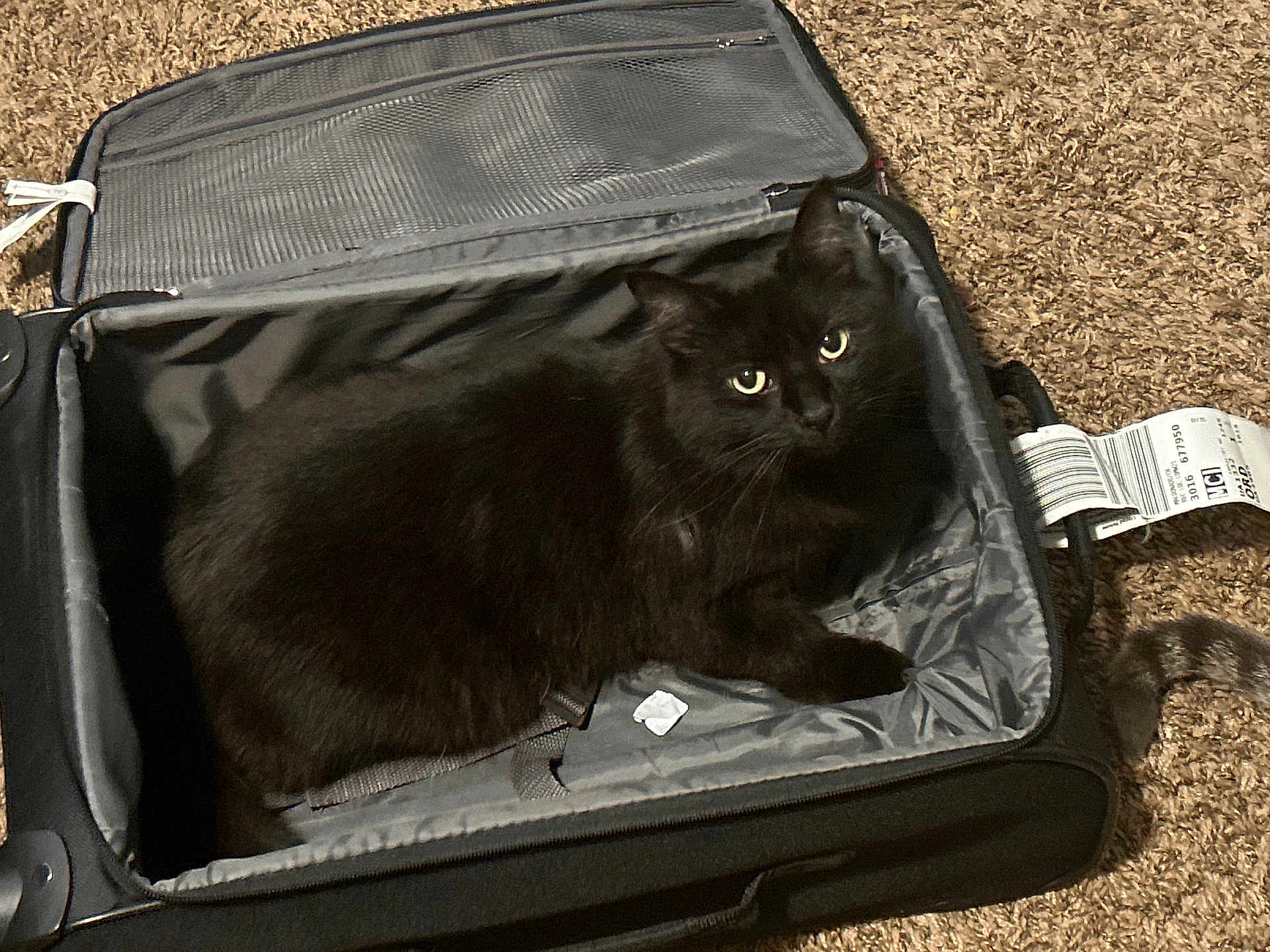 Nico joined the competition — help win amazing prizes! black_cat, cat, pet, feline, animal, suitcase, luggage, carpet, indoor, resting, looking, curious, eyes, fur, tail, open_suitcase, travel, tag, floor, cozy