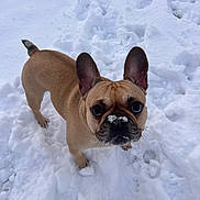 Prada participe au concours pour gagner de l'argent avec cette photo : dog, french_bulldog, snow, winter, outdoor, standing, brown_dog, short_snout, bat_ears, frost, frosty_nose, pet, animal, canine, toy, snowy_background, closeup, portrait, curious, funny