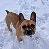 dog, french_bulldog, snow, winter, outdoor, standing, brown_dog, short_snout, bat_ears, frost, frosty_nose, pet, animal, canine, toy, snowy_background, closeup, portrait, curious, funny