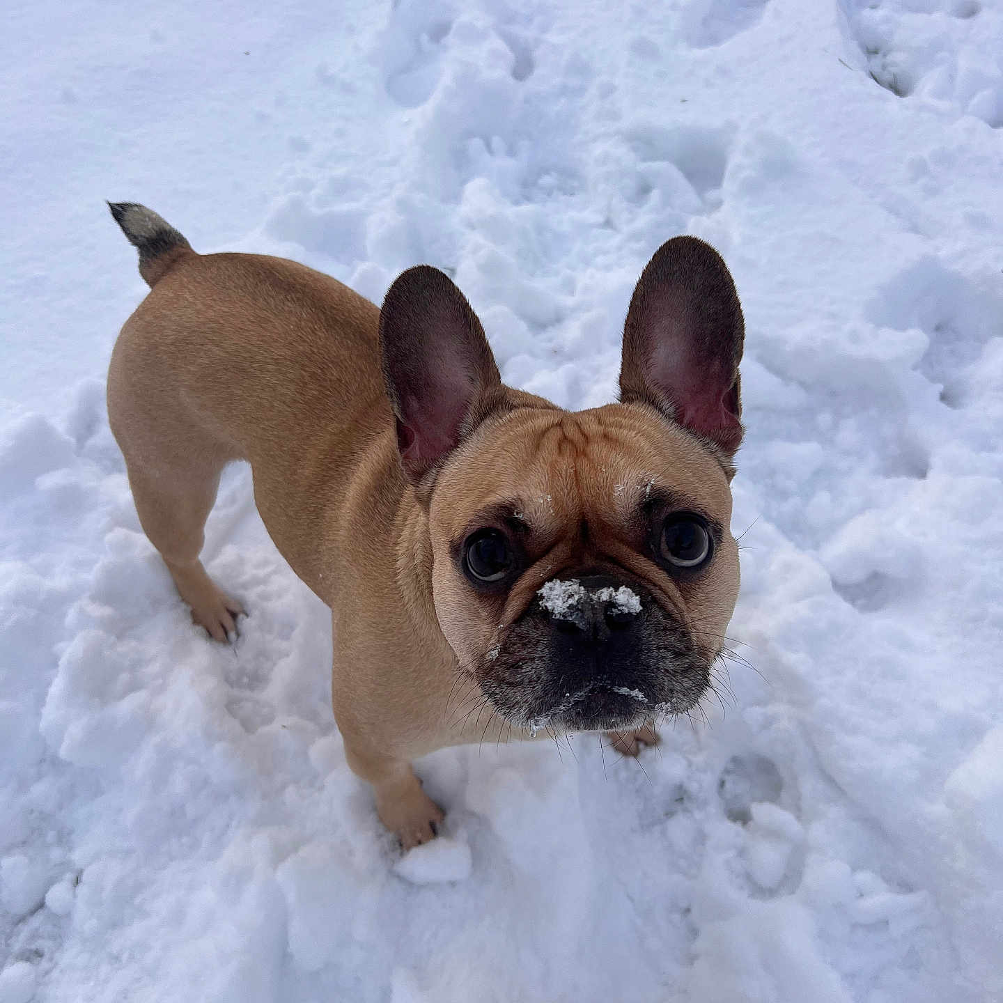 Prada participe au concours pour gagner de l'argent avec cette photo : dog, french_bulldog, snow, winter, outdoor, standing, brown_dog, short_snout, bat_ears, frost, frosty_nose, pet, animal, canine, toy, snowy_background, closeup, portrait, curious, funny