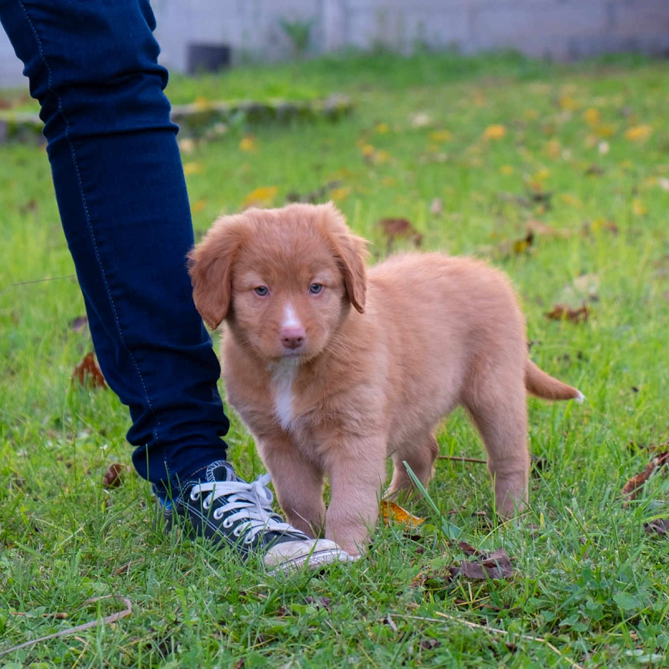 Nala
