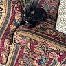 black_cat, cat, kitten, animal, pet, yellow_eyes, sitting, curled_up, alert, indoors, armchair, couch, floral_pattern, upholstery, cushion, carpet, living_room, home, portrait, cozy