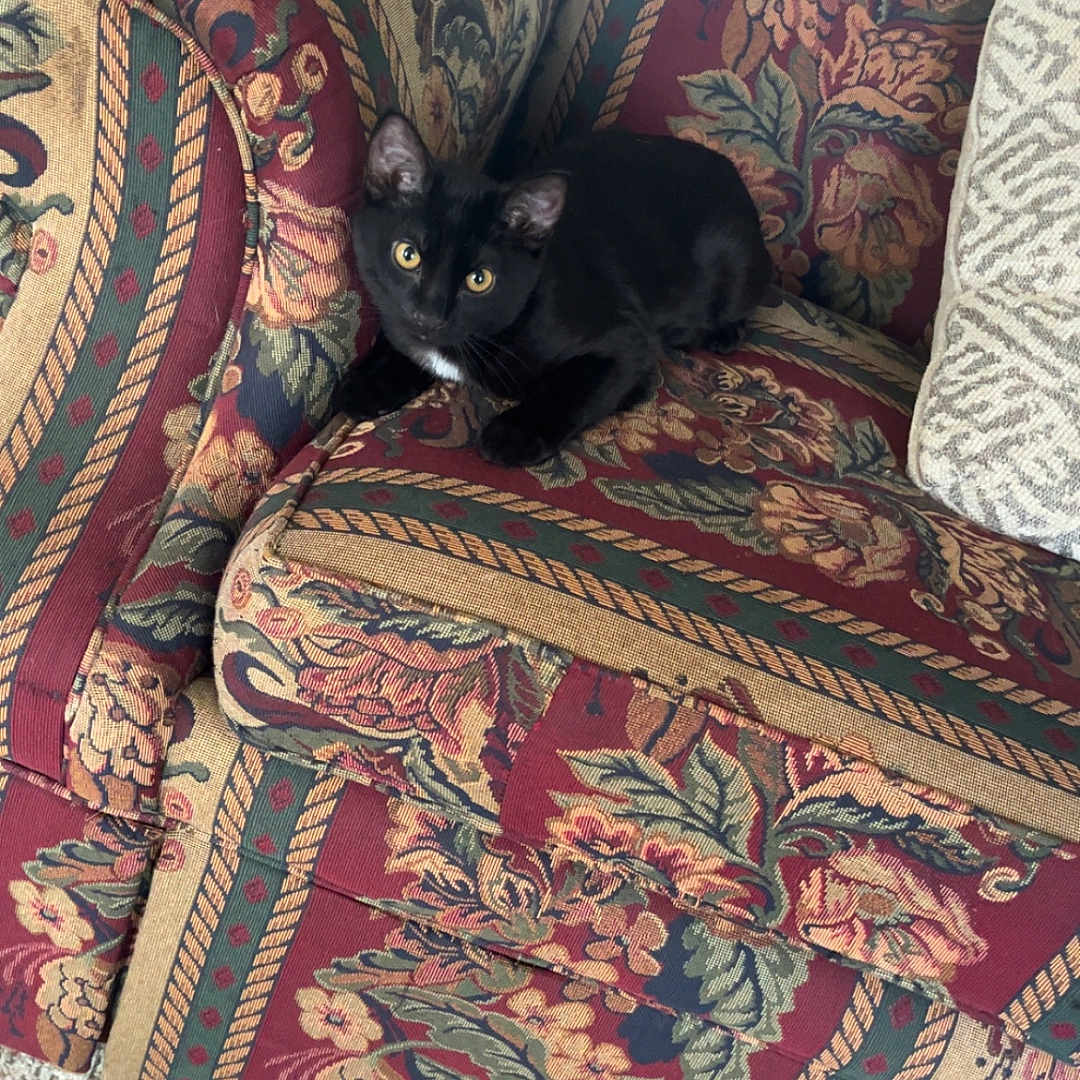 Salem is registered to the contest to win money with this photo: black_cat, cat, kitten, animal, pet, yellow_eyes, sitting, curled_up, alert, indoors, armchair, couch, floral_pattern, upholstery, cushion, carpet, living_room, home, portrait, cozy