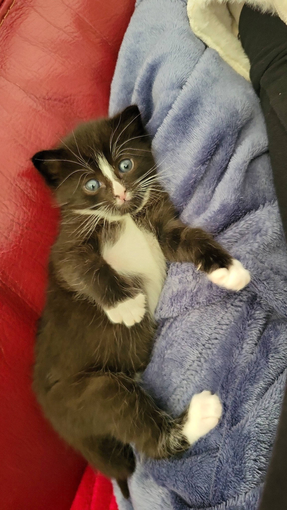 Mickey a rejoint le concours — aidez-le/la à gagner de superbes lots ! carnivore, cat, claw, comfort, domestic_short_haired_cat, fawn, felidae, fur, grey, paw, sitting, small_to_medium_sized_cats, snout, tail, terrestrial_animal, whiskers