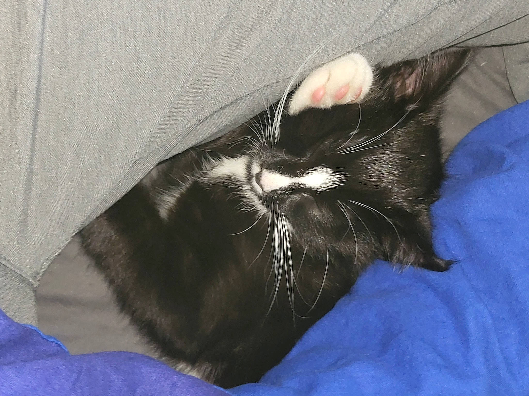 Mickey a rejoint le concours — aidez-le/la à gagner de superbes lots ! black_cat, carnivore, cat, claw, comfort, domestic_short_haired_cat, ear, electric_blue, eye, felidae, foot, fur, gesture, human_leg, lap, paw, small_to_medium_sized_cats, snout, tail, whiskers