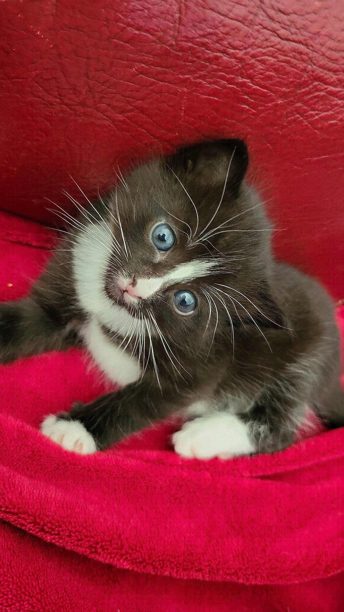 Mickey a rejoint le concours — aidez-le/la à gagner de superbes lots ! black_cat, carnivore, cat, cat_supply, cat_toy, claw, comfort, domestic_short_haired_cat, electric_blue, felidae, foot, fur, leg, paw, photo_caption, plant, small_to_medium_sized_cats, snout, tail, whiskers
