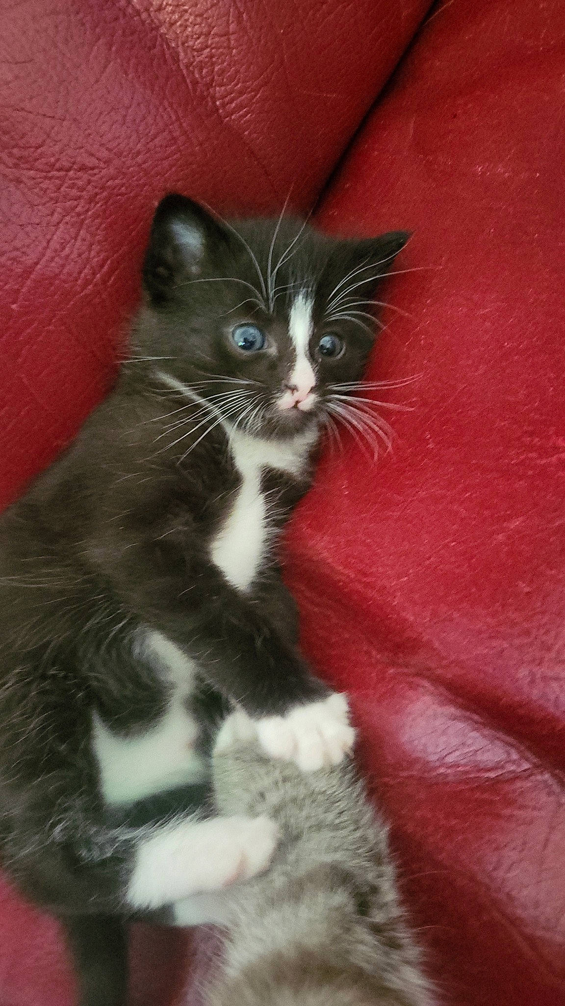 Mickey participe au concours pour gagner de l'argent avec cette photo : black_cat, carnivore, cat, claw, domestic_short_haired_cat, eye, felidae, fur, paw, small_to_medium_sized_cats, snout, stairs, tail, whiskers, window