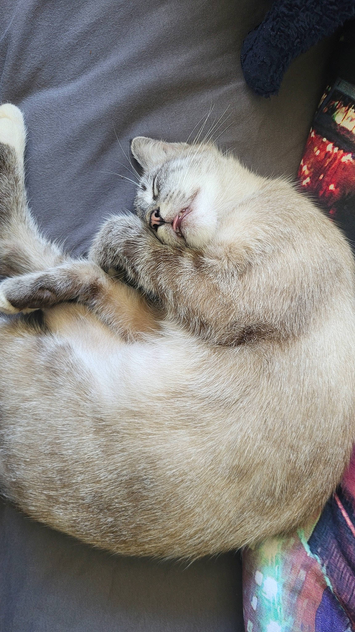 Choupette participe au concours pour gagner de l'argent avec cette photo : carnivore, cat, cat_bed, cat_supply, claw, comfort, domestic_short_haired_cat, fawn, felidae, fur, grey, nap, paw, sleep, small_to_medium_sized_cats, snout, tail, whiskers