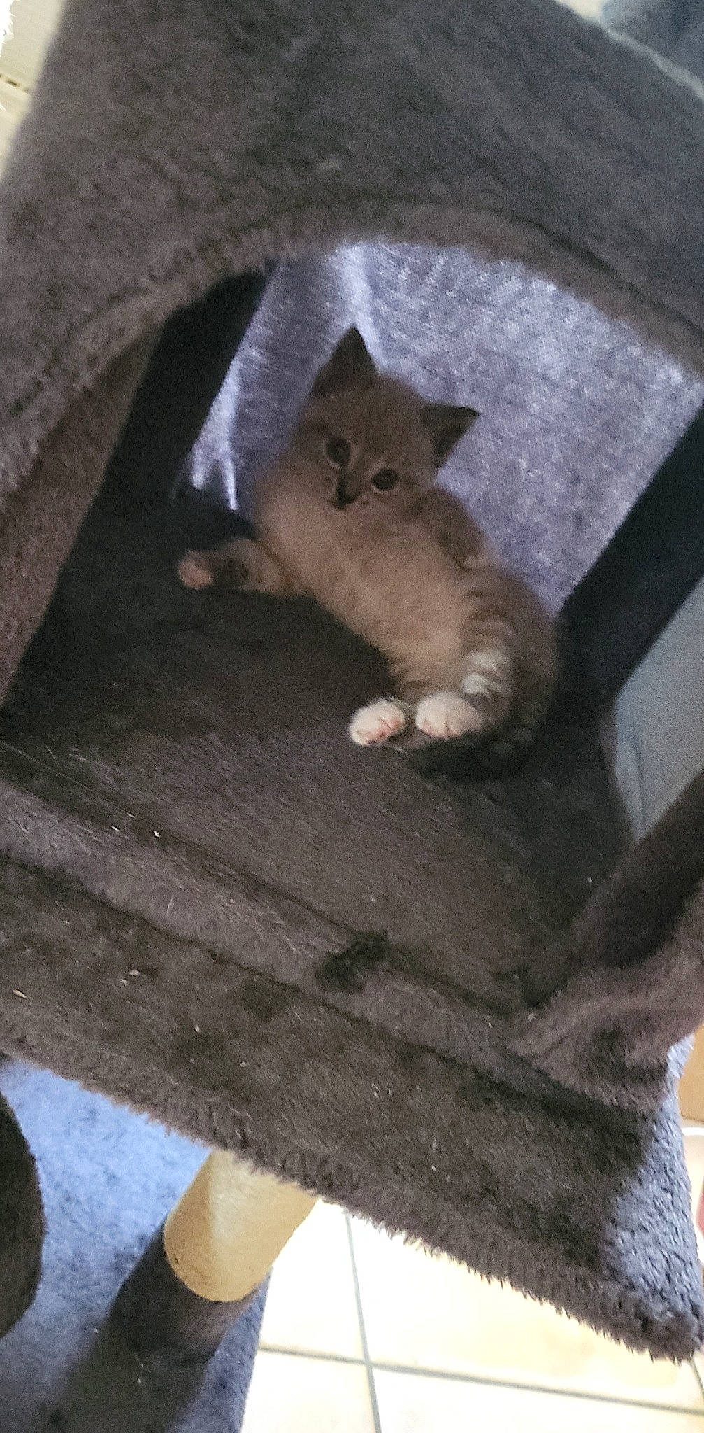 Choupette participe au concours pour gagner de l'argent avec cette photo : animal_shelter, canidae, cardboard, carnivore, cat, claw, domestic_short_haired_cat, fawn, felidae, flooring, fur, hardwood, paw, sitting, small_to_medium_sized_cats, snout, tail, whiskers, window, wood