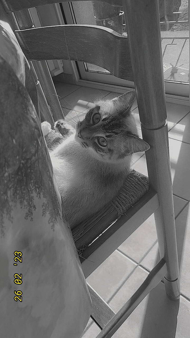 Choupette participe au concours pour gagner de l'argent avec cette photo : cage, carnivore, cat, daylighting, domestic_short_haired_cat, felidae, fur, glass, house, metal, monochrome, monochrome_photography, room, shade, small_to_medium_sized_cats, snout, tail, whiskers, wildlife, window