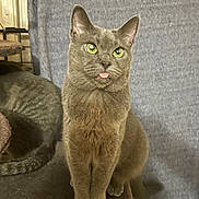 Meeks joined the competition — help win amazing prizes! animal, cat, companion, cute, domestic_cat, ears, feline, fur, furry, gray_cat, green_eyes, indoor, looking_up, pet, portrait, relaxed, sitting, tabby, tongue_out, whiskers