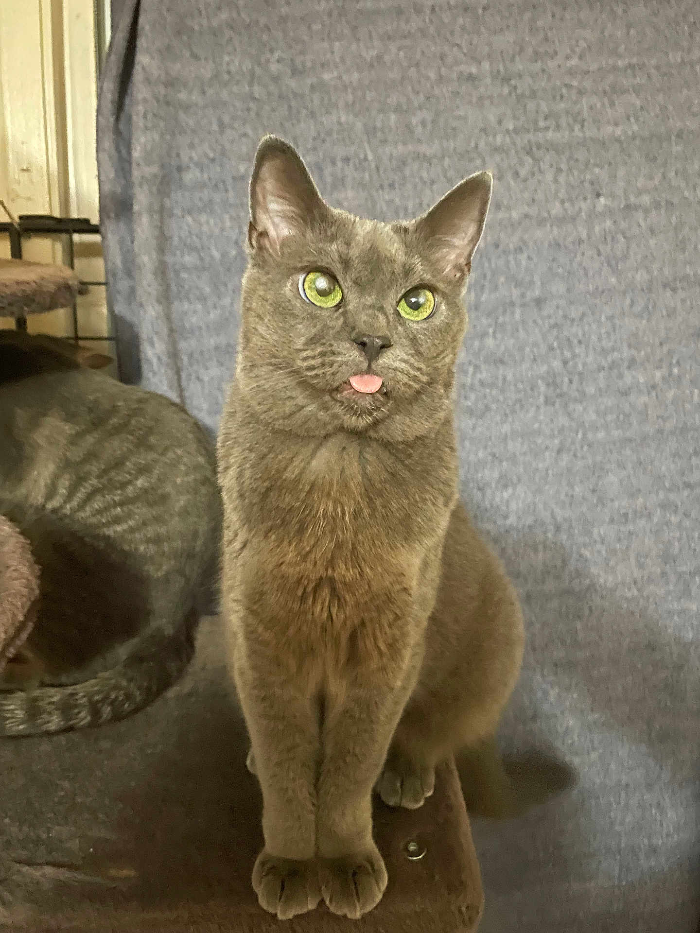 Meeks joined the competition — help win amazing prizes! animal, cat, companion, cute, domestic_cat, ears, feline, fur, furry, gray_cat, green_eyes, indoor, looking_up, pet, portrait, relaxed, sitting, tabby, tongue_out, whiskers