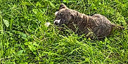 Knight is registered to the contest to win money with this photo: animal, brindle, canine, curious, dog, eyes, field, flora, grass, greenery, leaf, lying_down, nature, outdoor, pet, plant, playful, puppy, summer, young