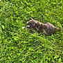 animal, brindle, canine, curious, dog, eyes, field, flora, grass, greenery, leaf, lying_down, nature, outdoor, pet, plant, playful, puppy, summer, young