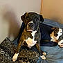 animal, bed, black, brown, canine, comfort, cute, dog, ears, fur, home, indoor, looking, paw, pet, pillow, relaxed, resting, snout, white
