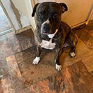 Knight joined the competition — help win amazing prizes! animal, black, brindle, brown, calm, canine, dog, door, floor, fur, home, house, indoor, looking, peeling_paint, pet, quiet, sitting, white_chest, white_paws