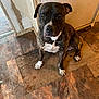 animal, black, brindle, brown, calm, canine, dog, door, floor, fur, home, house, indoor, looking, peeling_paint, pet, quiet, sitting, white_chest, white_paws
