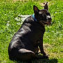 Dashy joined the competition — help win amazing prizes! dog, black_dog, grass, outdoor, pet, animal, collar, sunlight, nature, happy, sitting, greenery, canine, summer, park, pet_collar, looking_back, daylight, fur, mammal