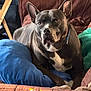 Dashy is registered to the contest to win money with this photo: dog, couch, pillow, toy, indoor, pet, black_dog, white_markings, furniture, relaxing, canine, ears, face, collar, living_room, blanket, comfort, animal, resting, domestic