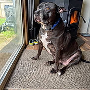 Dashy is registered to the contest to win money with this photo: dog, black_dog, collar, indoor, rug, wood_stove, fire, glass_door, shoes, floor, curtain, window, pet, sitting, looking_outside, brown_eyes, wood_floor, cozy, domestic, animal