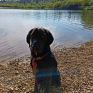 Ulysse participe au concours pour gagner de l'argent avec cette photo : dog, black_dog, wet_dog, lake, water, rocks, shore, forest, trees, sky, clouds, sunlight, outdoor, nature, pet, animal, collar, leash, calm, daytime
