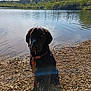 animal, black_dog, calm, clouds, collar, daytime, dog, forest, lake, leash, nature, outdoor, pet, rocks, shore, sky, sunlight, trees, water, wet_dog