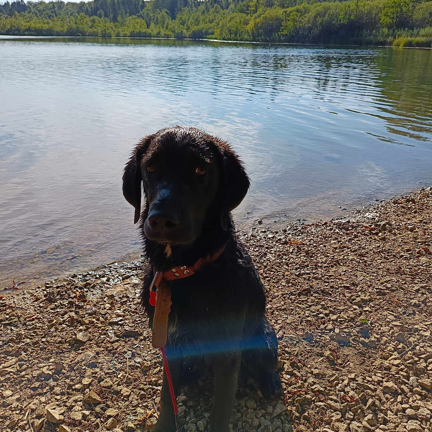 Ulysse participe au concours pour gagner de l'argent avec cette photo : animal, black_dog, calm, clouds, collar, daytime, dog, forest, lake, leash, nature, outdoor, pet, rocks, shore, sky, sunlight, trees, water, wet_dog
