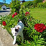 Mimi a rejoint le concours — aidez-le/la à gagner de superbes lots ! animal, black_spots, blue_sky, cat, daylight, flowers, garden, green_plants, house, leafy, nature, outdoor, pet, red_flowers, residential_area, shrub, sidewalk, sunny_day, walking, white_cat