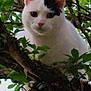 Mimi a rejoint le concours — aidez-le/la à gagner de superbes lots ! animal, black_patch, branch, cat, closeup, curious, ears, eyes, face, feline, fur, greenery, leaves, nature, outdoor, perched, pet, tree, white_cat, wildlife