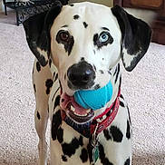 Maxine joined the competition — help win amazing prizes! dog, dalmatian, blue_ball, carpet, indoor, pet, canine, black_and_white_spots, playful, collar, toy, animal, ears, mouth, teeth, tongue, close_up, facing_camera, alert, household