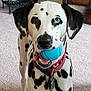 dog, dalmatian, blue_ball, carpet, indoor, pet, canine, black_and_white_spots, playful, collar, toy, animal, ears, mouth, teeth, tongue, close_up, facing_camera, alert, household