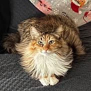 Cinnabon is registered to the contest to win money with this photo: animal, blanket, cat, cozy, cute, domestic_animal, face, feline, fluffy, fur, indoor, long_hair, lying_down, pattern, paws, pet, relaxed, resting, soft, whiskers