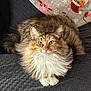 animal, blanket, cat, cozy, cute, domestic_animal, face, feline, fluffy, fur, indoor, long_hair, lying_down, pattern, paws, pet, relaxed, resting, soft, whiskers