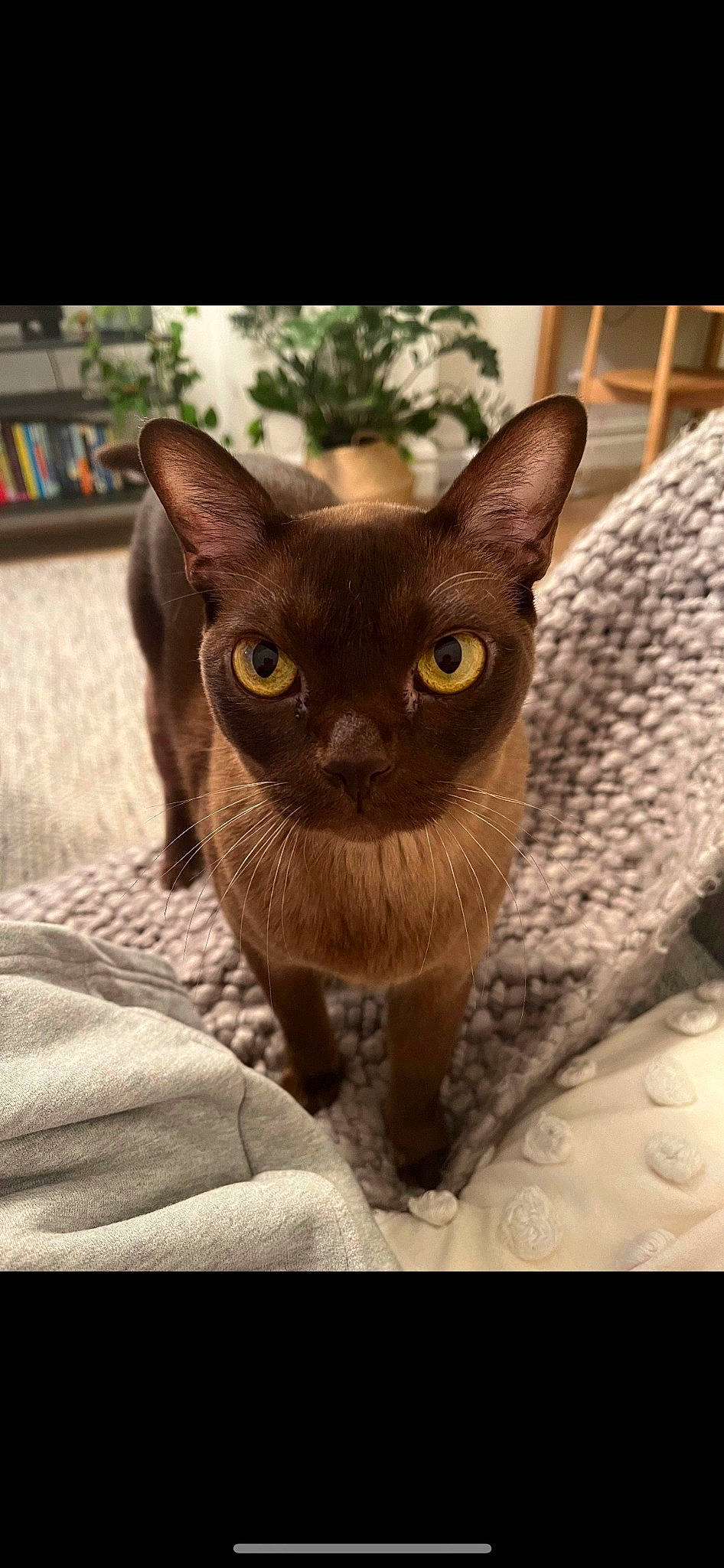 Bailey joined the competition — help win amazing prizes! bookcase, carnivore, cat, cat_supply, close_up, domestic_short_haired_cat, fawn, felidae, fur, iris, liver, pet_supply, shelf, siamese, small_to_medium_sized_cats, snout, terrestrial_animal, whiskers