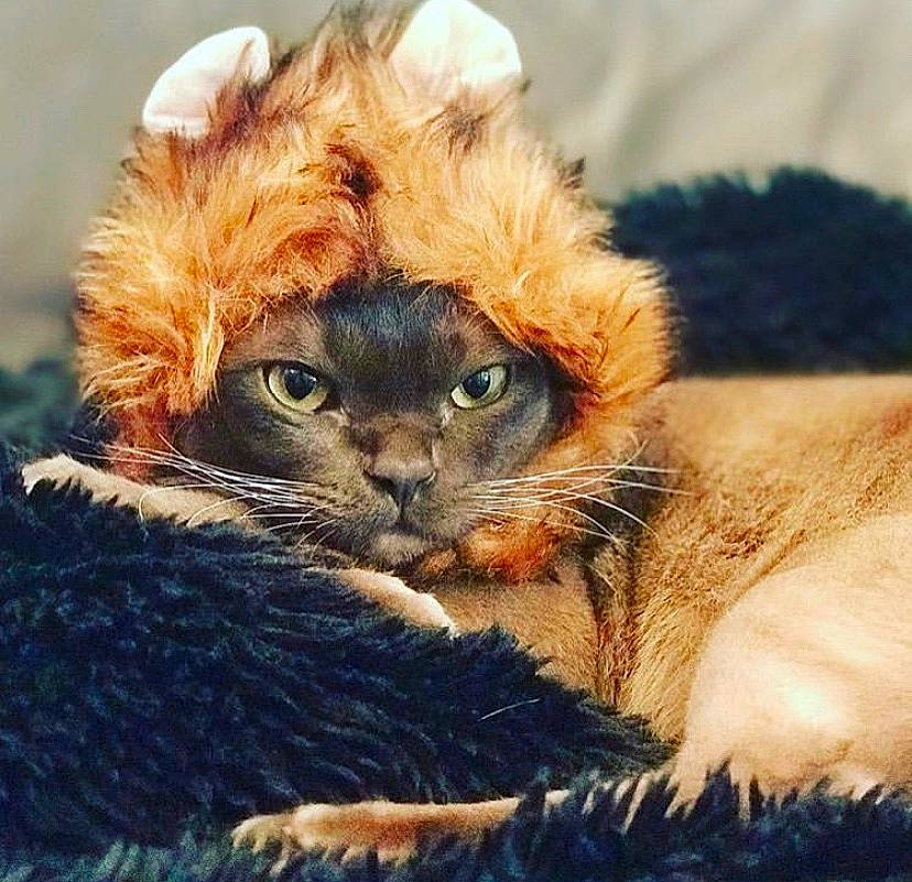 Bailey joined the competition — help win amazing prizes! carnivore, cat, cat_supply, claw, close_up, comfort, companion_dog, domestic_short_haired_cat, fawn, felidae, fur, liver, paw, small_to_medium_sized_cats, snout, tail, terrestrial_animal, whiskers