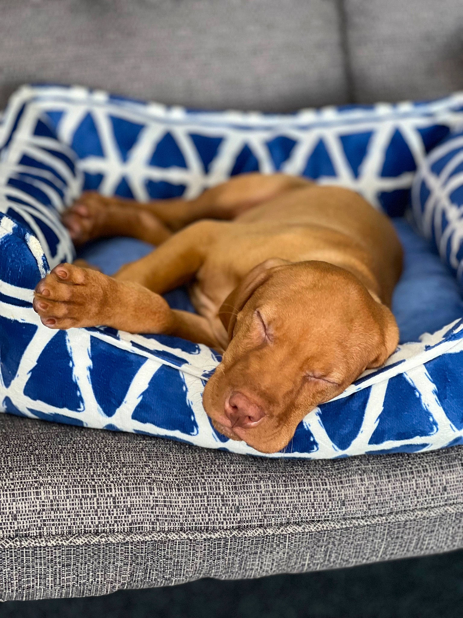 Jax Harlow is registered to the contest to win money with this photo: barefoot, blood_vessel, carnivore, child, comfort, companion_dog, dog, dog_breed, electric_blue, flesh, foot, gesture, human_leg, linens, nail, sitting, vein, working_animal, wrinkle, wrist