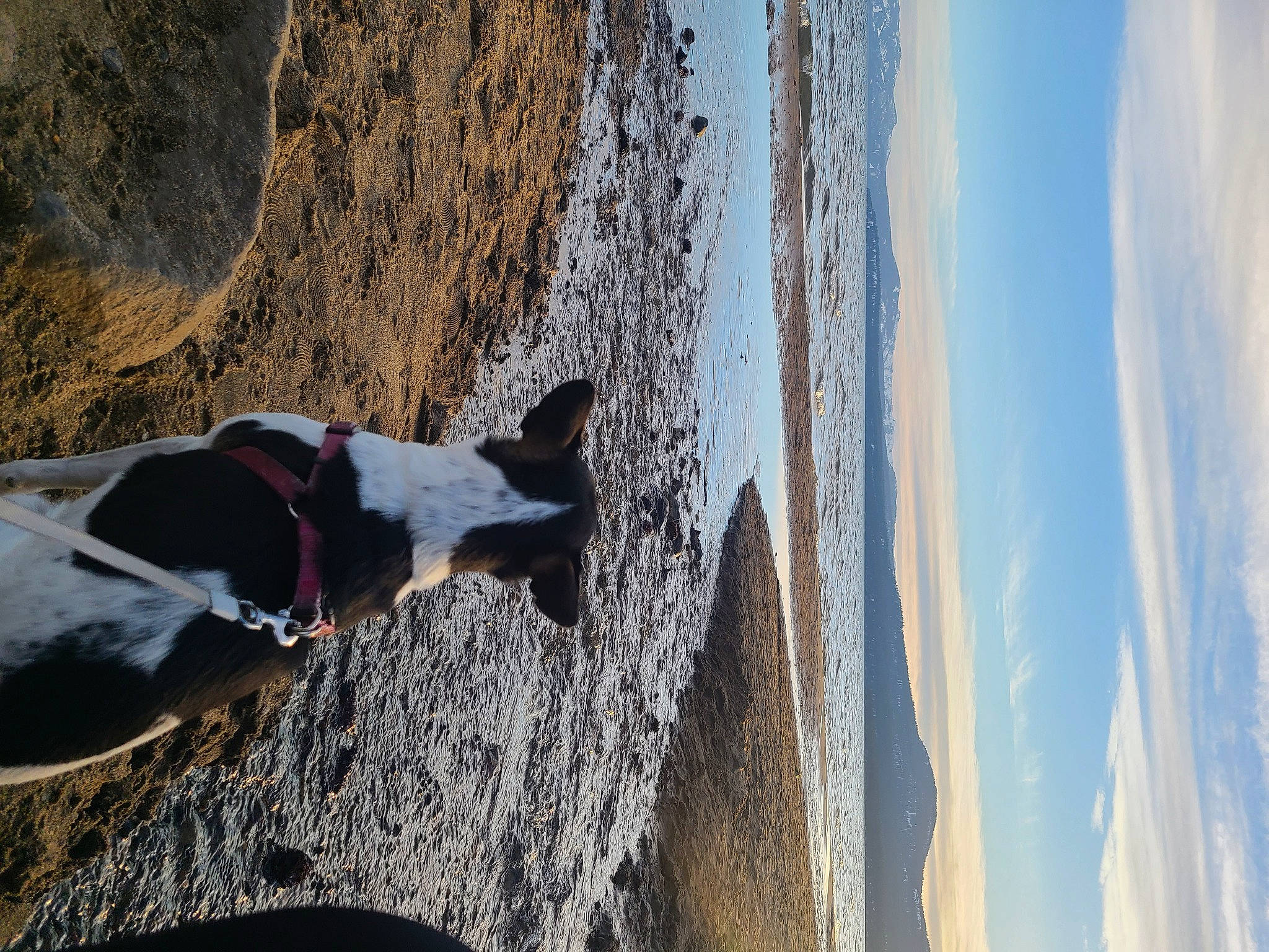 Lily is registered to the contest to win money with this photo: adventure, canidae, carnivore, cloud, dog, dog_breed, fawn, formation, freezing, landscape, plant, recreation, rock, sky, sporting_group, tree, water, winter, wood, working_animal