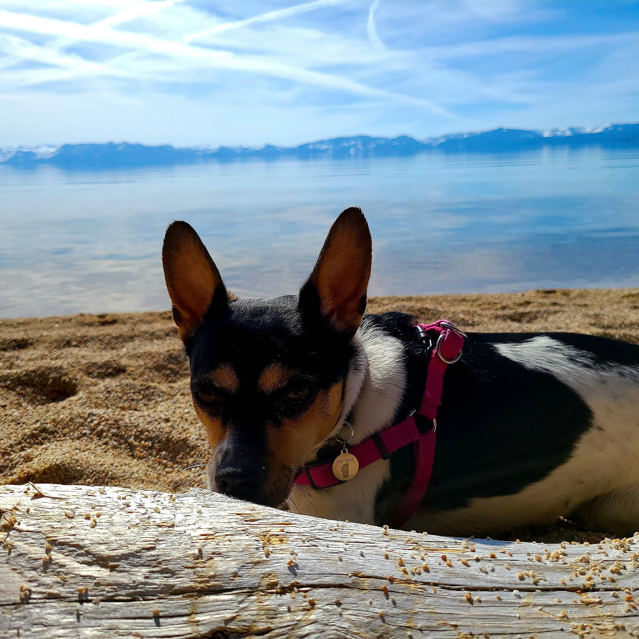 Lily is registered to the contest to win money with this photo: beach, canidae, carnivore, chihuahua, cloud, companion_dog, dog, dog_breed, fawn, horizon, landscape, plant, sky, snout, sporting_group, toy_dog, travel, water, wood, working_animal