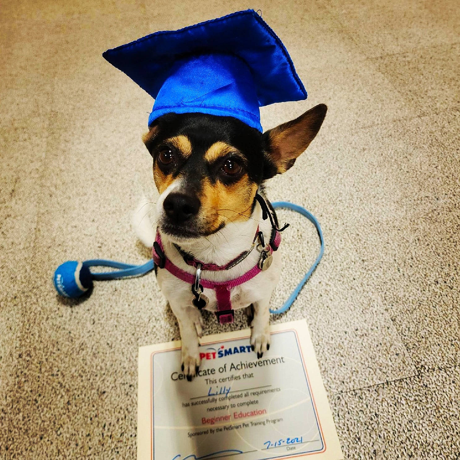 Lily is registered to the contest to win money with this photo: canidae, carnivore, collar, companion_dog, costume_hat, dog, dog_breed, dog_clothes, dog_collar, dog_supply, drinkware, electric_blue, eyewear, fawn, glasses, pet_supply, snout, sunglasses, vision_care, working_animal