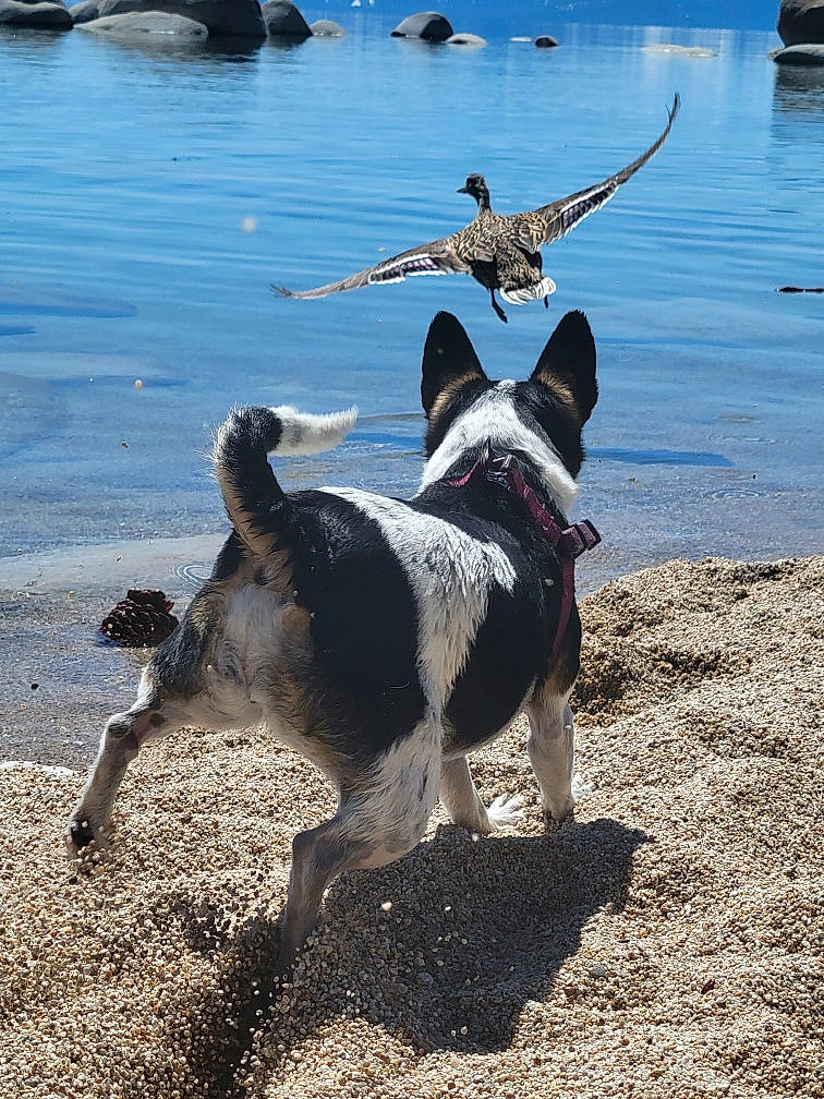 Lily is registered to the contest to win money with this photo: beach, canidae, carnivore, coast, collar, companion_dog, dog, dog_breed, french_bulldog, lake, ocean, rock, sand, shadow, soil, sporting_group, tail, terrier, water, working_animal