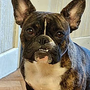 Urka a rejoint le concours — aidez-le/la à gagner de superbes lots ! animal, bostonbull, boxer, bulldog, canine, dog, frenchbulldog, hardwood, pet, pitbull, puppy, wood